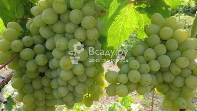 Виноград винных сортов для средней полосы