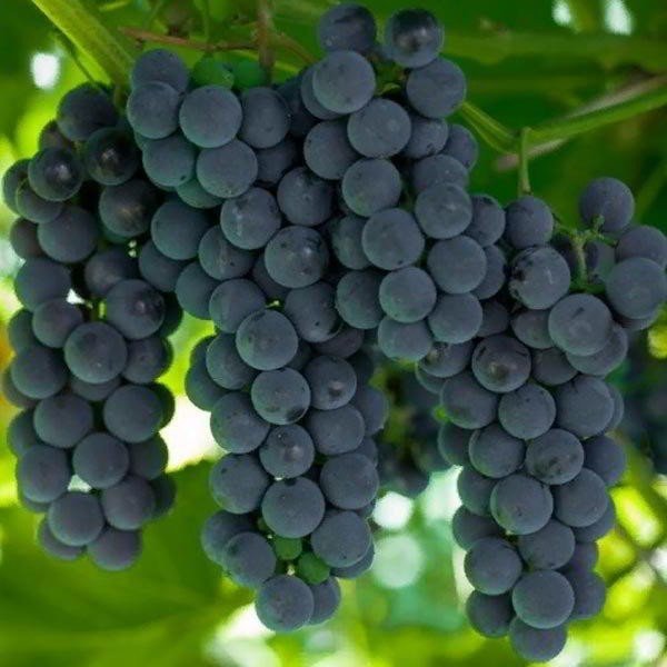 Сорт винограда станичный