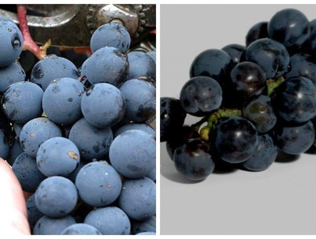 Сорта винограда для вина
