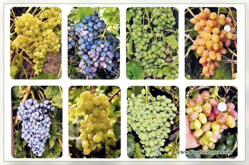 Сорта винограда на русском