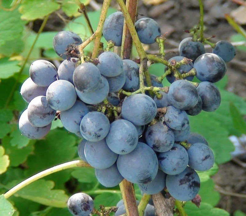 Виноград амурский черный ультраранний