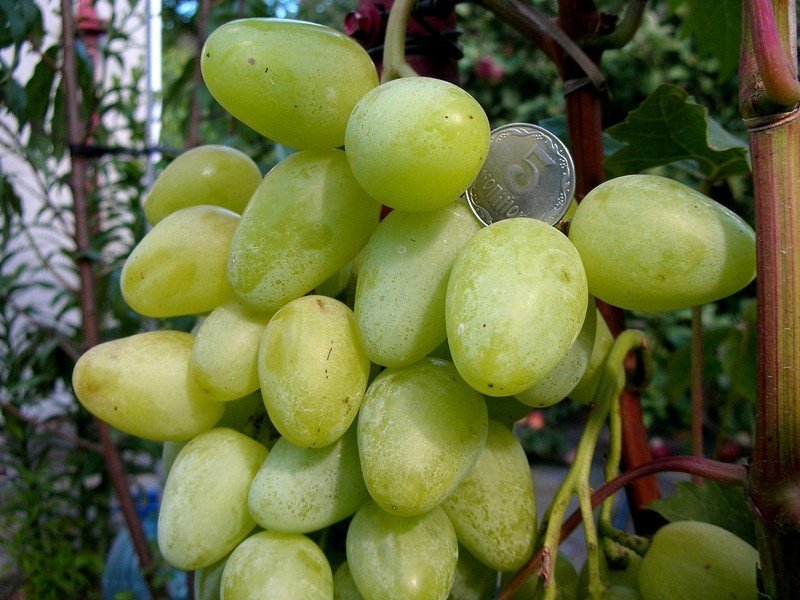 Виноград плодовый мускат