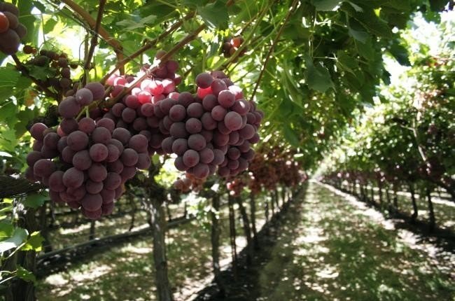 Виноград ризамат плантации