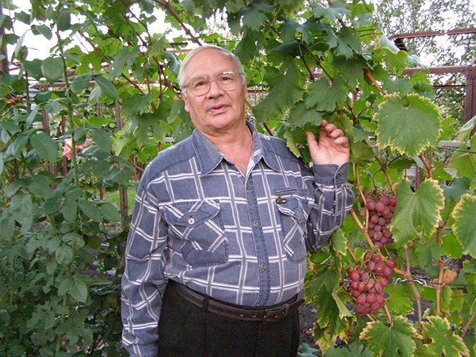 Крайнов виктор николаевич виноградарь