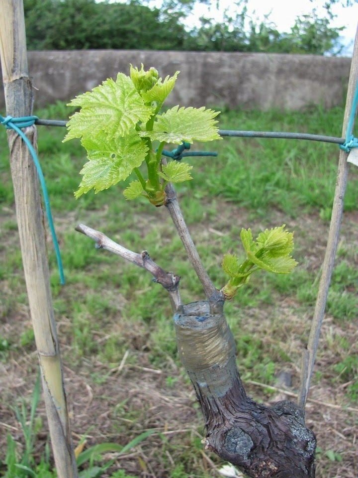 Росток виноградной лозы