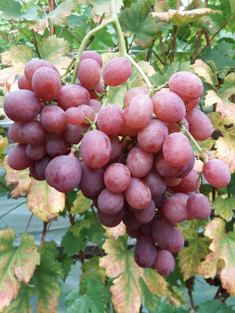 Сорт винограда кишмиш лучистый