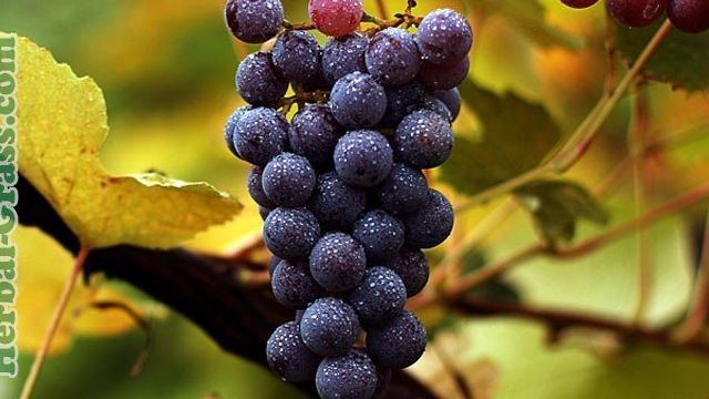 Виноград зеленый, красный — пищевая ценность, свойства листьев винограда