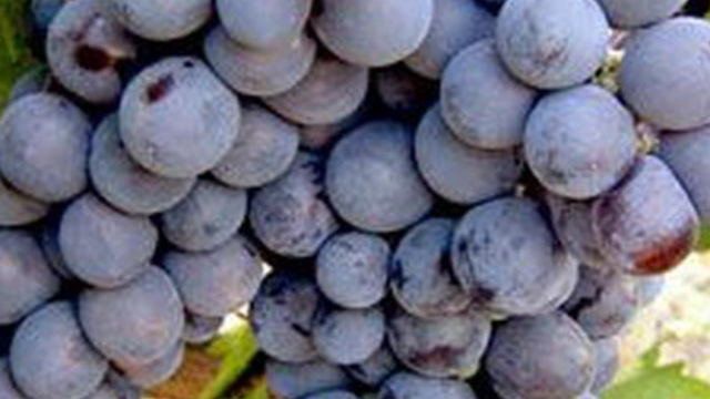 Описание, фото винограда сорта Муромец, отзывы о нем садоводов
