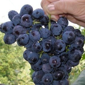 Сорт винограда саперави