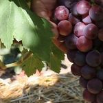 Виноград Оригинал описание сорта и характеристики выращивание и урожайность
