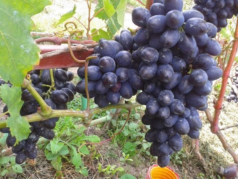Сорт винограда кодрянка