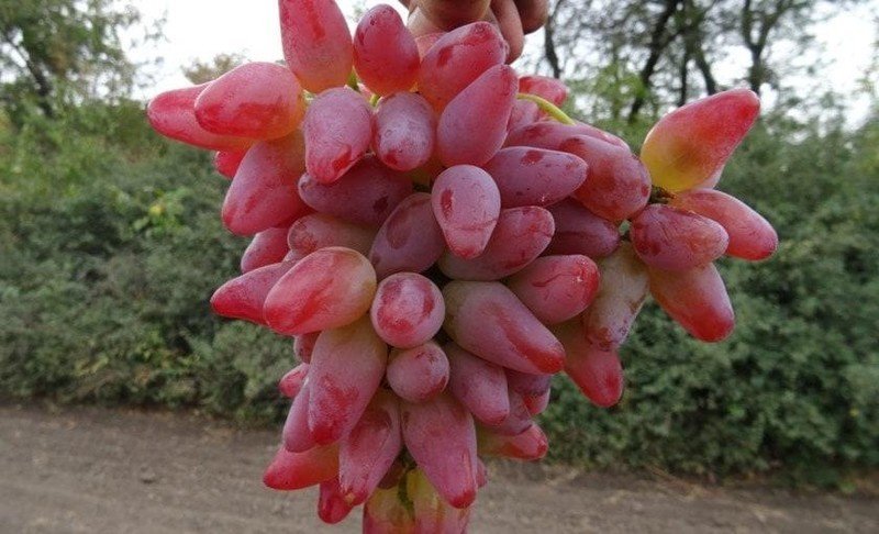 Сорт винограда одесская розовая