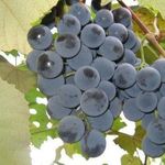 Виноград со вкусом земляники сорт