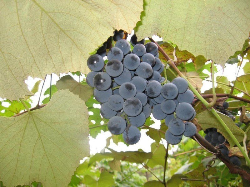 Виноград изабелла куст