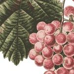 Виноград Тимур: описание сорта, посадка, выращивание