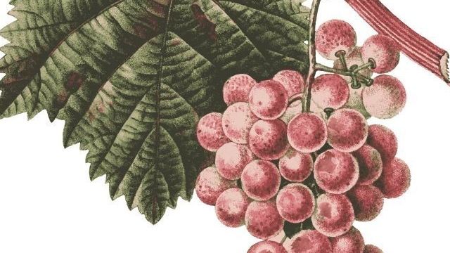Виноград Тимур: описание сорта, посадка, выращивание