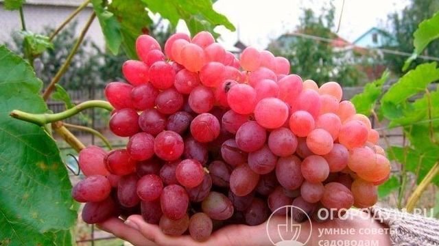 Виноград Велес: описание сорта, фото, отзывы садоводов, видео