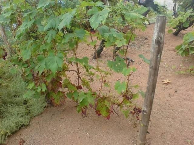 Шпалерный виноград