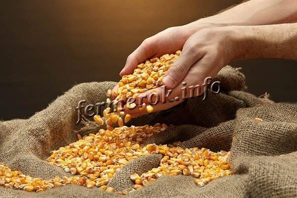 Человек лежит на зерне кукурузы