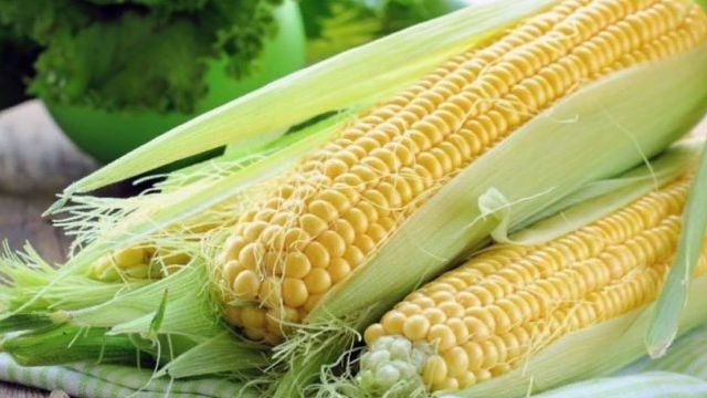 Где и как хранить кукурузу в початках в домашних условиях