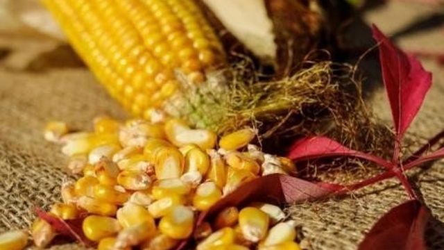 Как консервировать кукурузу в домашних условиях початках в