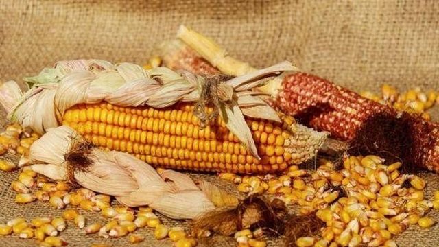 Как сохранить кукурузу в початках на зиму в домашних условиях, чтобы она не испортилась