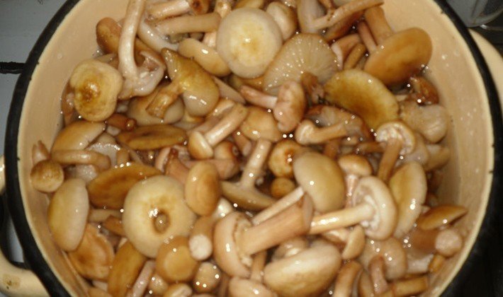 Вареные грибы опята