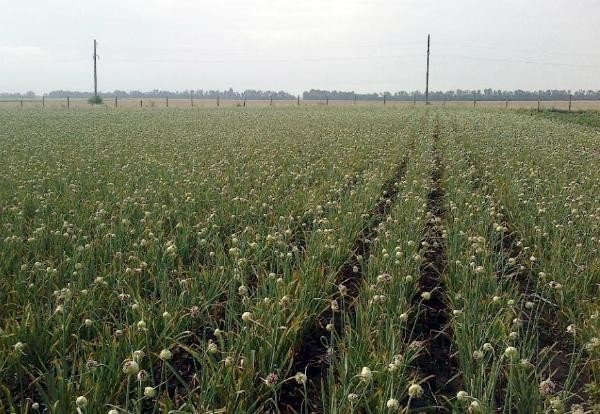 Выращивание озимой пшеницы поволжье