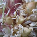 Выращивание чеснока из семян бульбочек