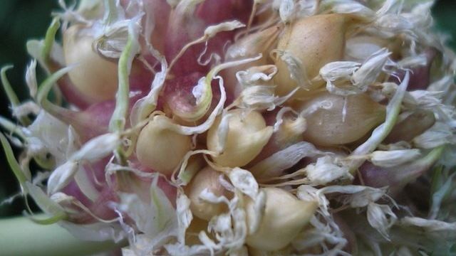 Выращивание чеснока из семян бульбочек